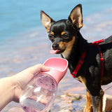 Gourde écuelle pour chien